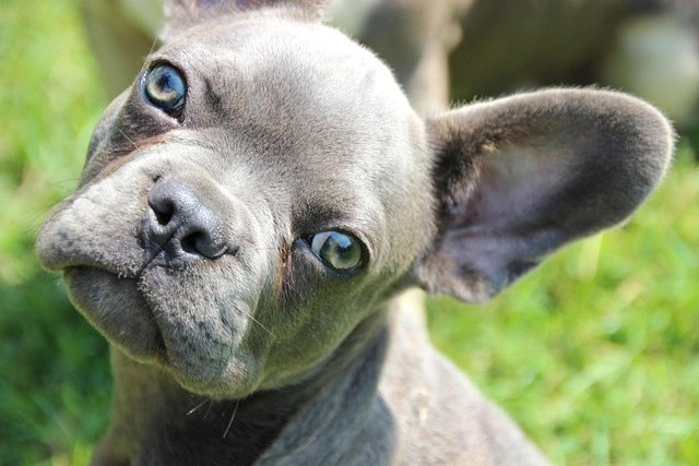 Close-up of a Blue French Bulldog puppy tilting head to the side, representing the allergies and skin care article.