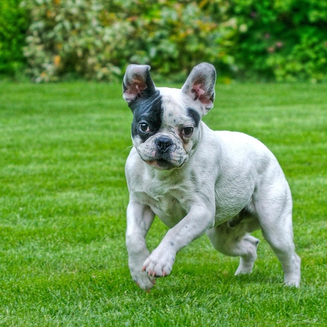 A Pied French Bulldog running on green grass, illustrating the importance of spinal health and mobility for the IVDD & back safety article.