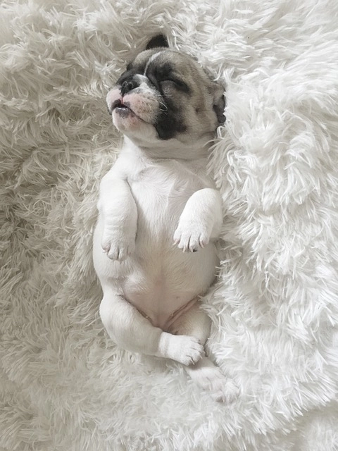 Overhead view of a tiny French Bulldog puppy sleeping in a cozy bed, representing the parent starter kit article.