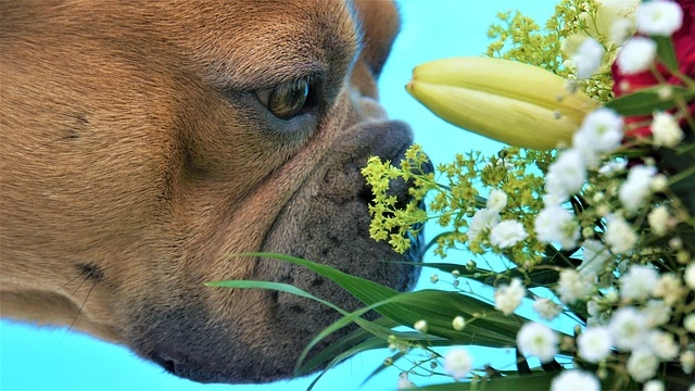Close-up side view of a French Bulldog sniffing flowers, focusing on the snout and wrinkle health for the wrinkle care article.