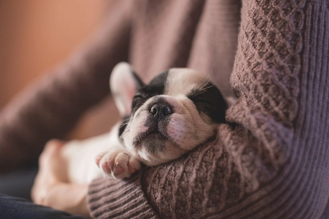 French Bulldog sleeping, representing the comfort and sleep product category.