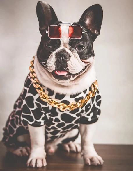 Stylish French Bulldog wearing sunglasses and a gold chain, representing the daily care product category.
