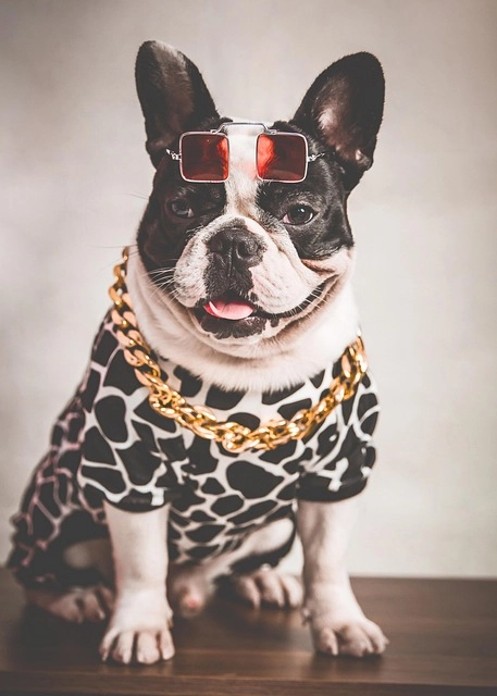Stylish French Bulldog wearing sunglasses and a gold chain, representing the daily care product category.