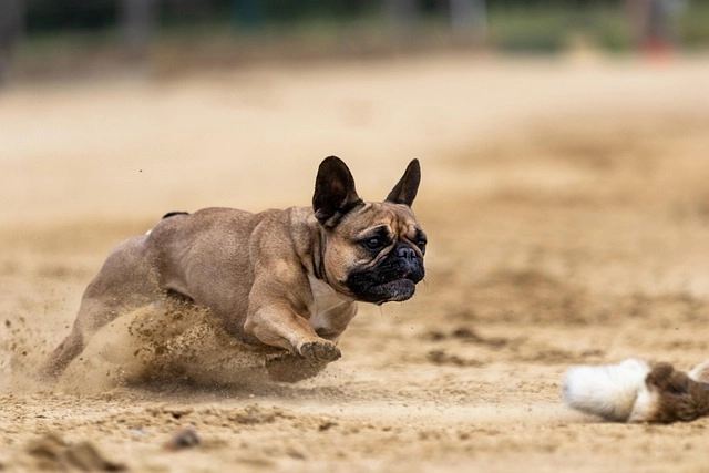 French Bulldog running, representing the diet and nutrition product category.